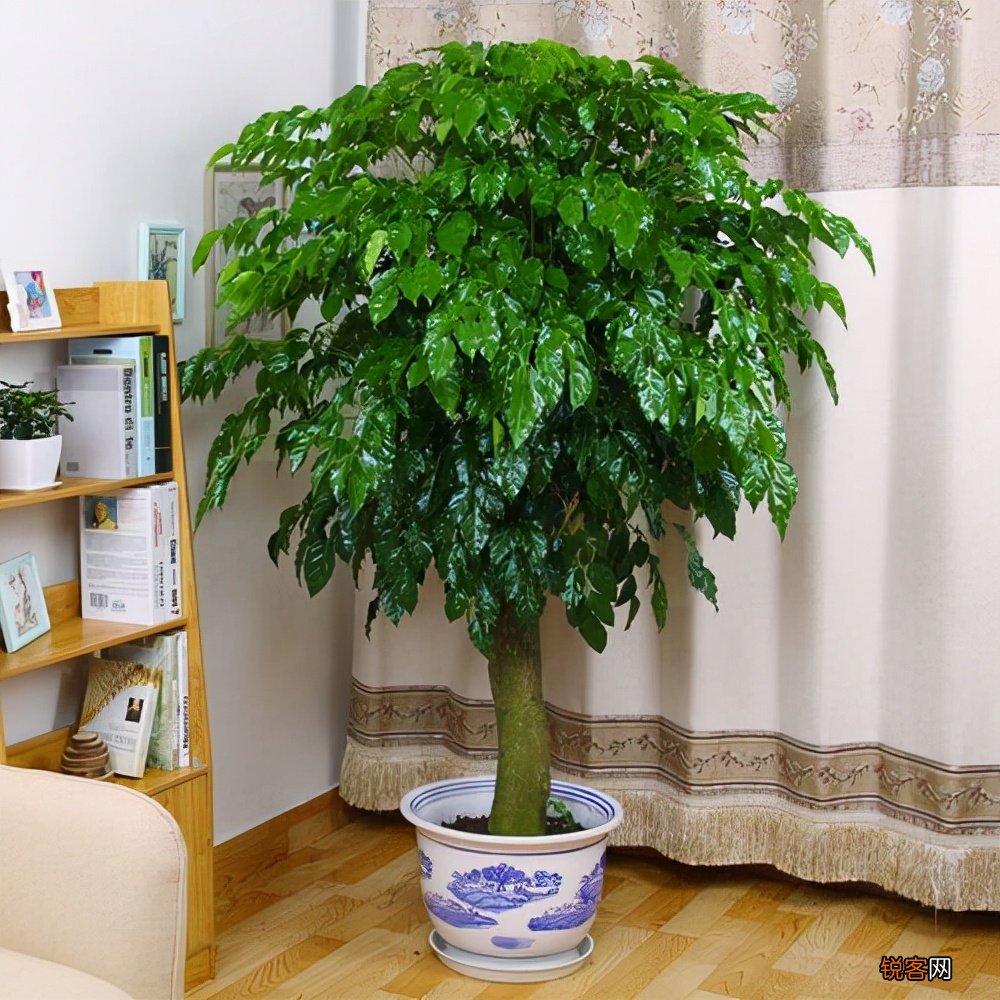 客厅最旺宅的大型植物有哪些 8种“大型花”树，吸废气造氧气，旺家又吉利