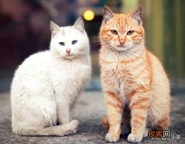 捡到一窝小猫没办法养怎么办？