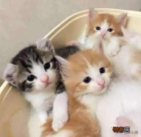 捡到一窝小猫没办法养怎么办？