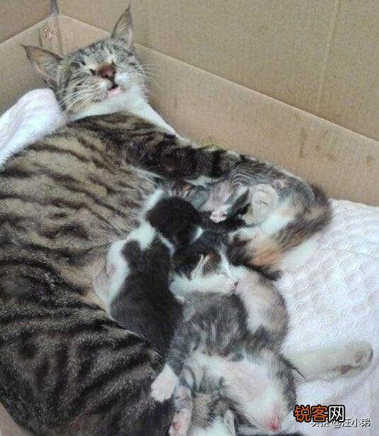 捡到一窝小猫没办法养怎么办？