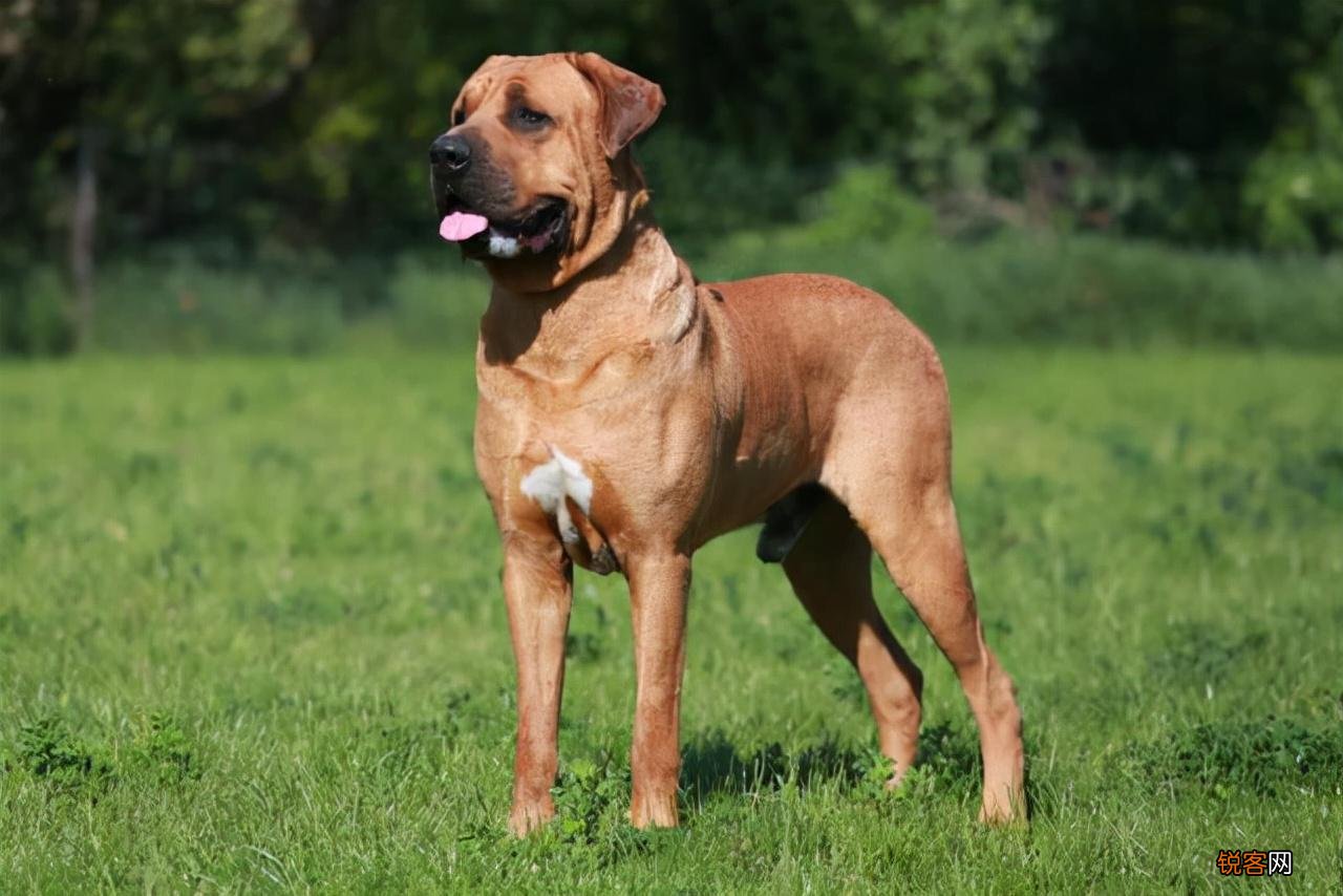 全球最凶猛的恶犬 排行前十名