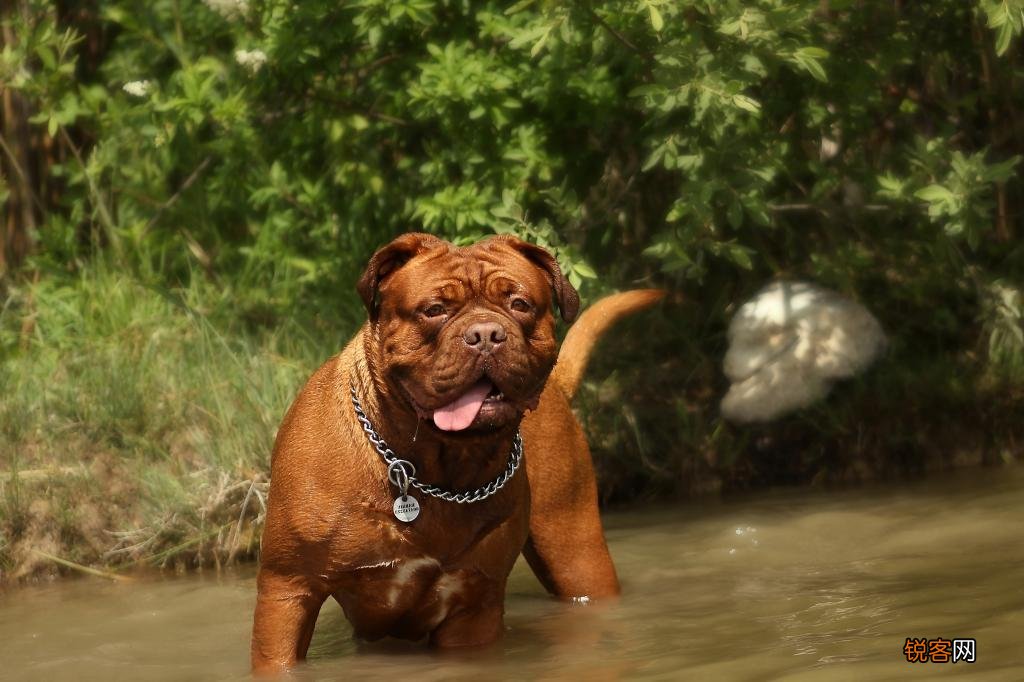 全球最凶猛的恶犬 排行前十名