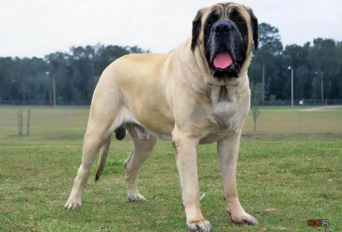 全球最凶猛的恶犬 排行前十名