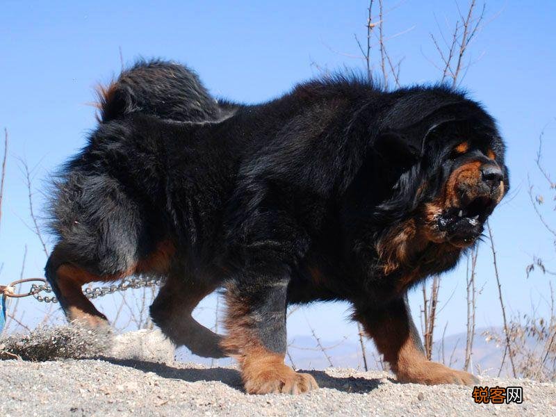 全球最凶猛的恶犬 排行前十名