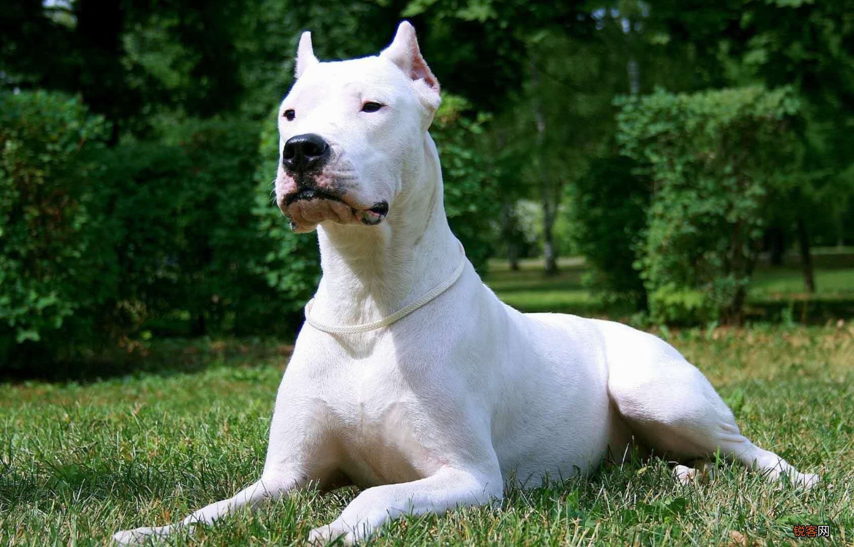 全球最凶猛的恶犬 排行前十名