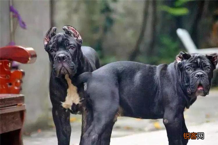 全球最凶猛的恶犬 排行前十名
