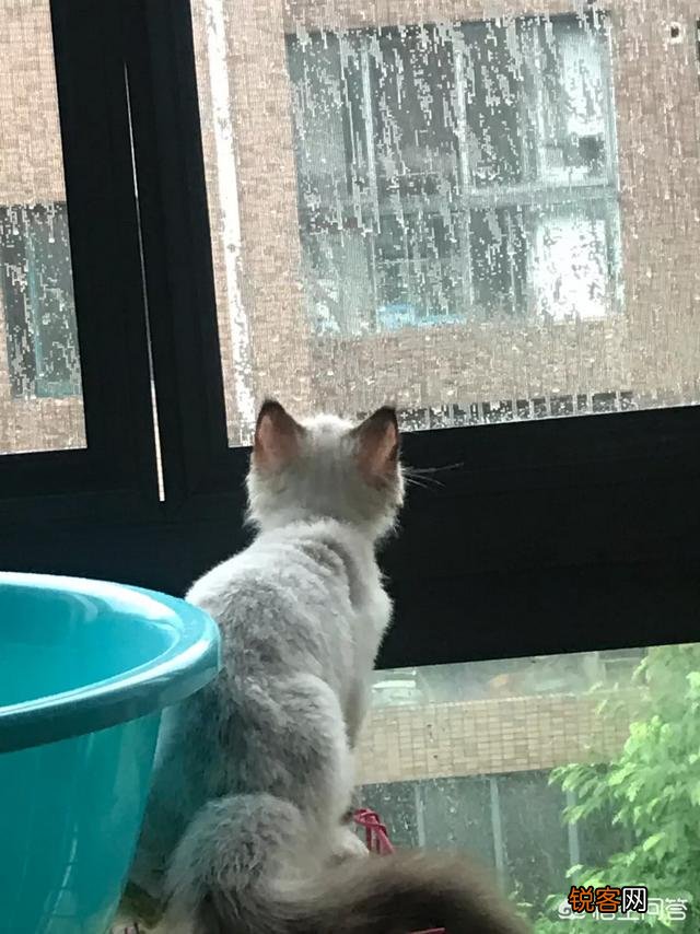 如何养好一只猫？需要注意什么？