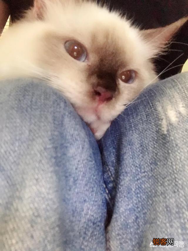 如何养好一只猫？需要注意什么？