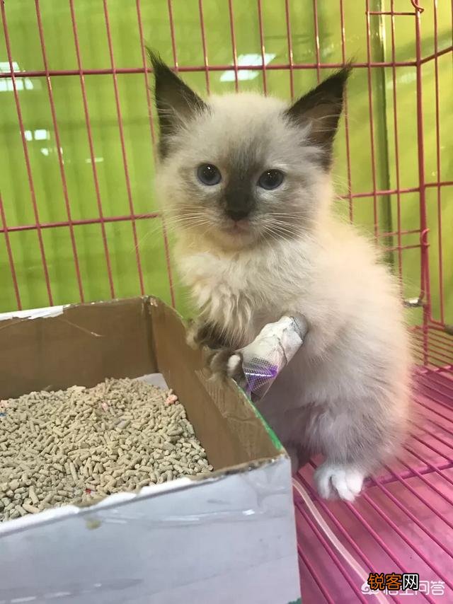 如何养好一只猫？需要注意什么？
