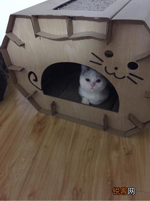 如何养好一只猫？需要注意什么？