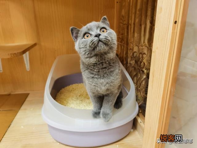 如何养好一只猫？需要注意什么？