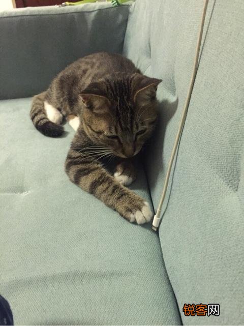 如何养好一只猫？需要注意什么？