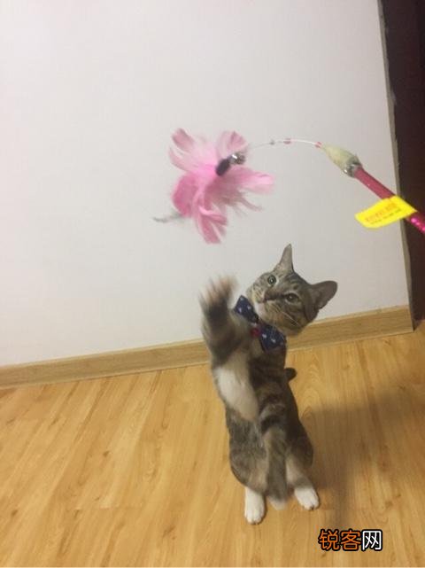 如何养好一只猫？需要注意什么？