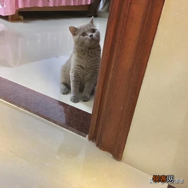 如何养好一只猫？需要注意什么？