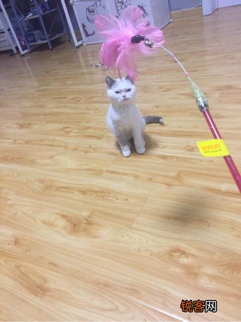 如何养好一只猫？需要注意什么？