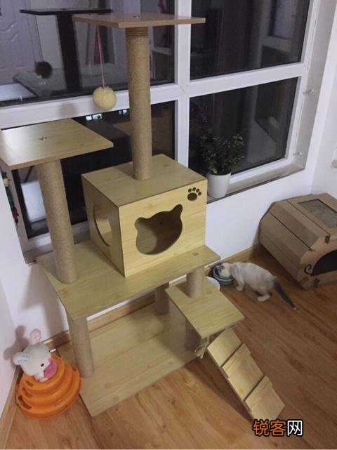 如何养好一只猫？需要注意什么？