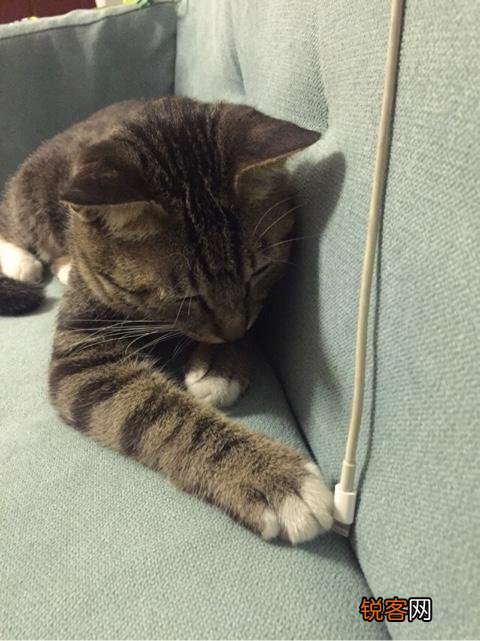 如何养好一只猫？需要注意什么？