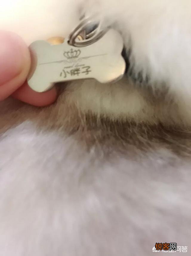 如何养好一只猫？需要注意什么？