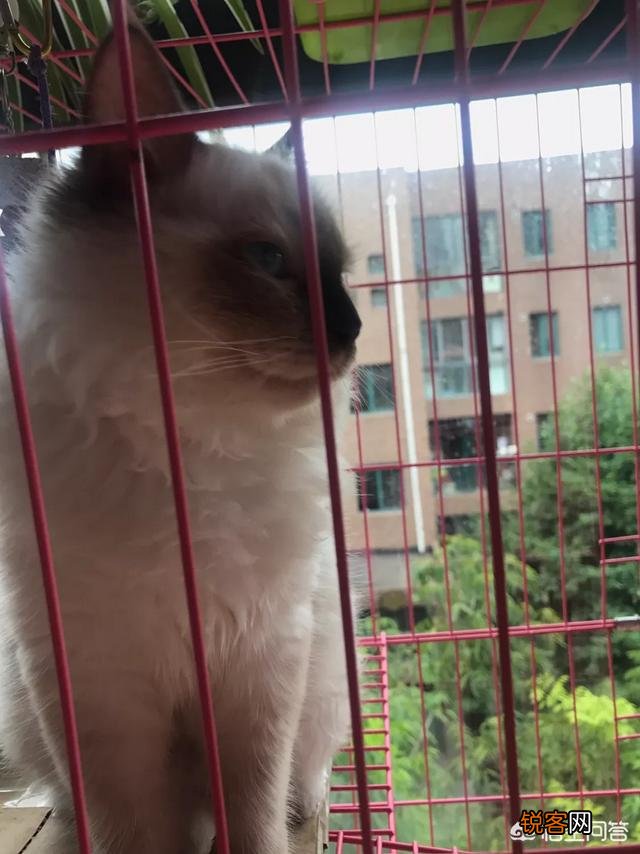 如何养好一只猫？需要注意什么？
