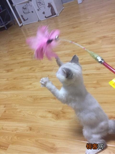 如何养好一只猫？需要注意什么？