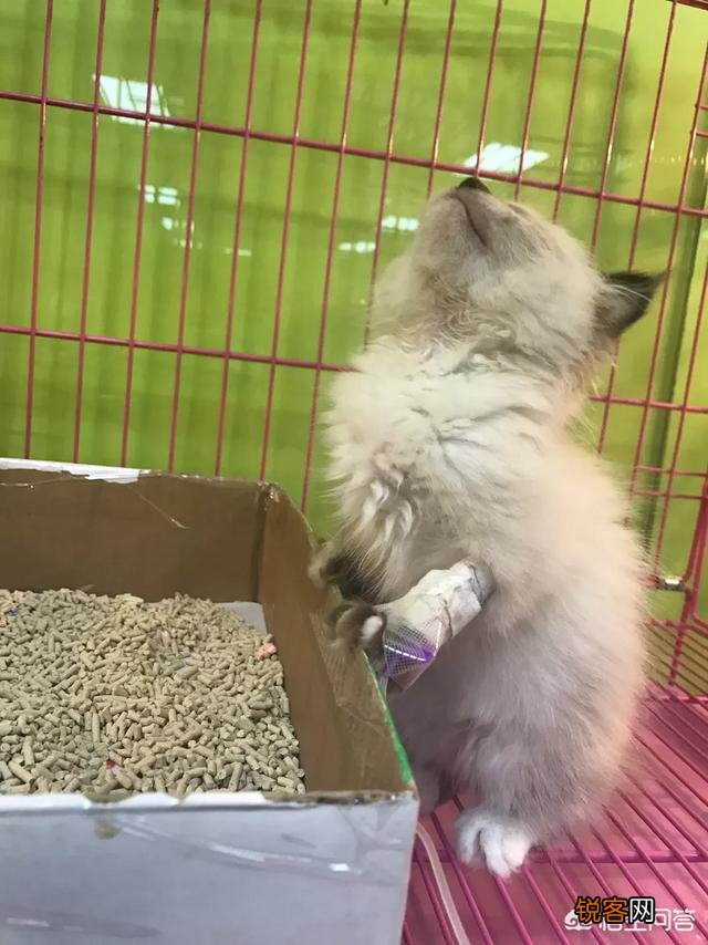 如何养好一只猫？需要注意什么？