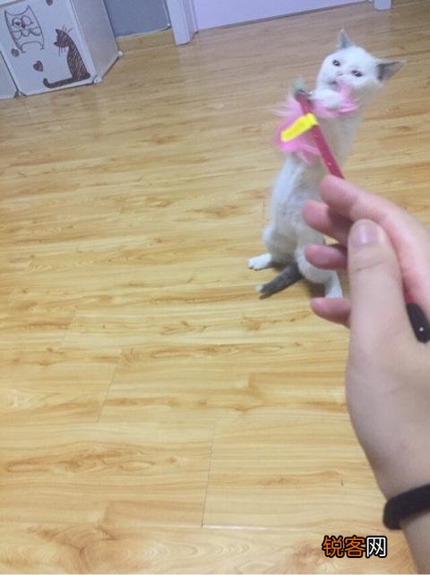 如何养好一只猫？需要注意什么？