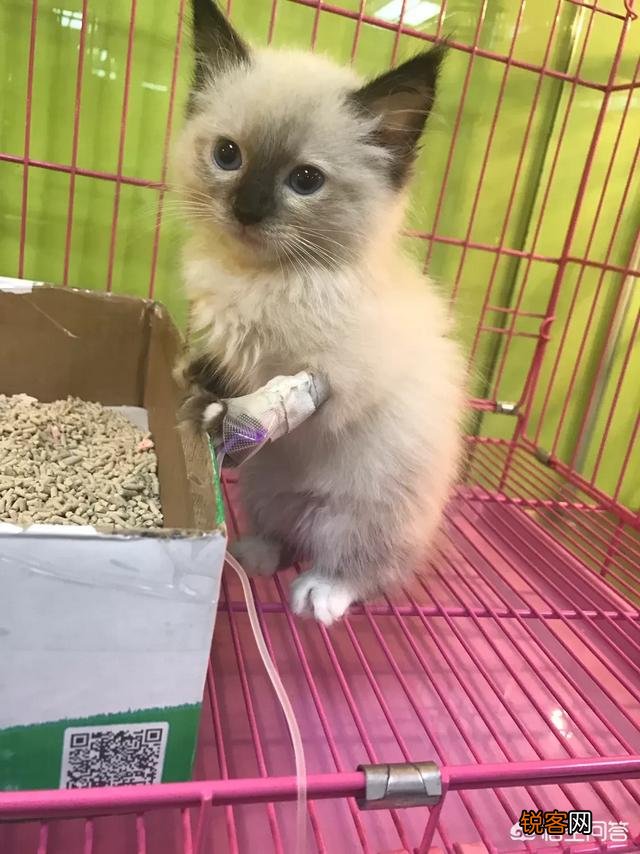 如何养好一只猫？需要注意什么？