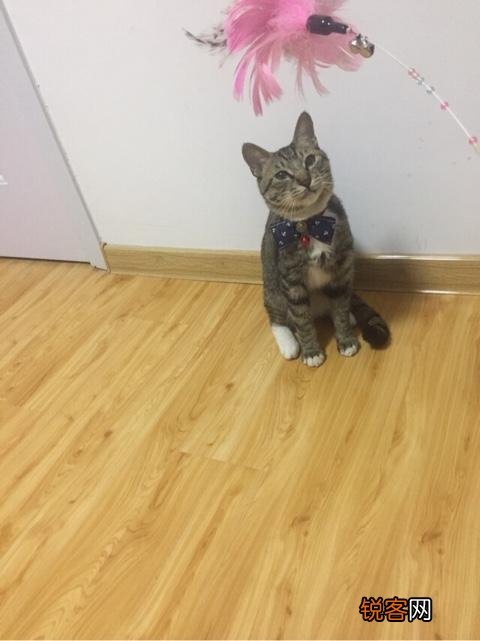 如何养好一只猫？需要注意什么？