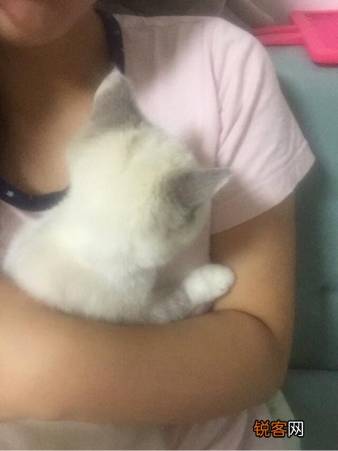 如何养好一只猫？需要注意什么？