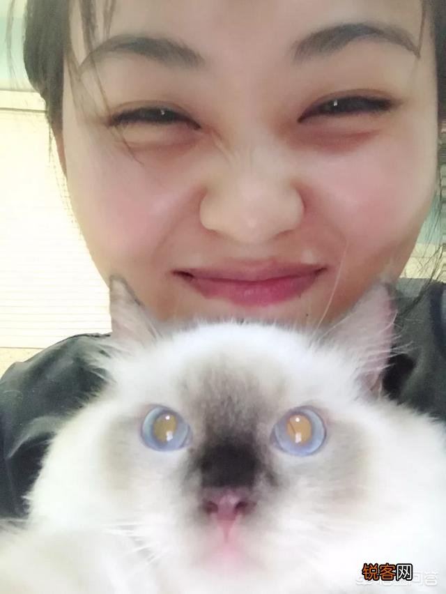 如何养好一只猫？需要注意什么？
