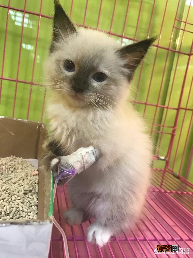 如何养好一只猫？需要注意什么？