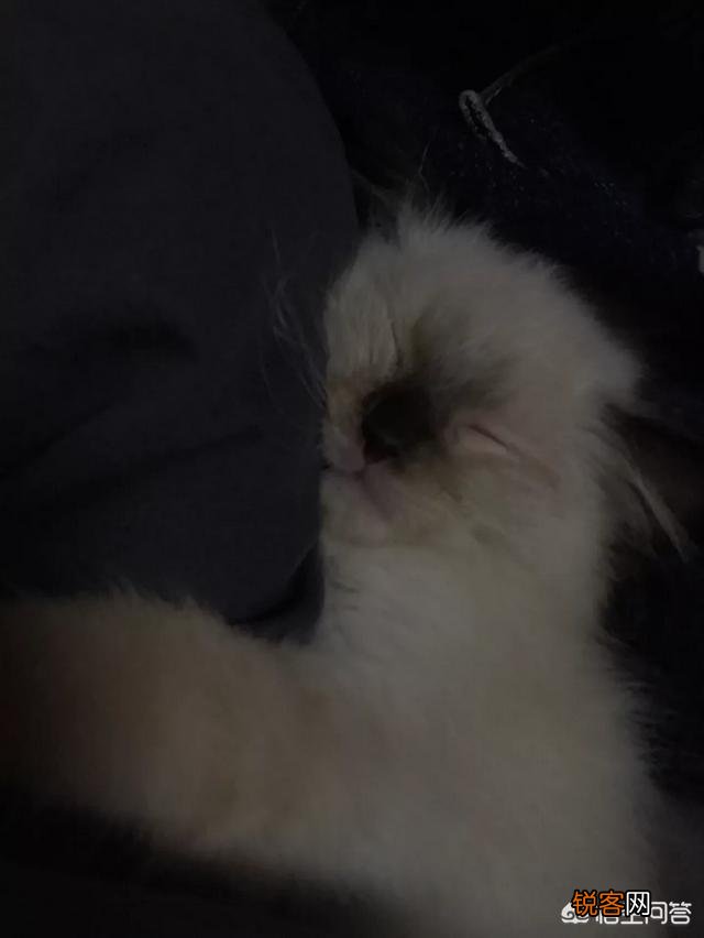 如何养好一只猫？需要注意什么？