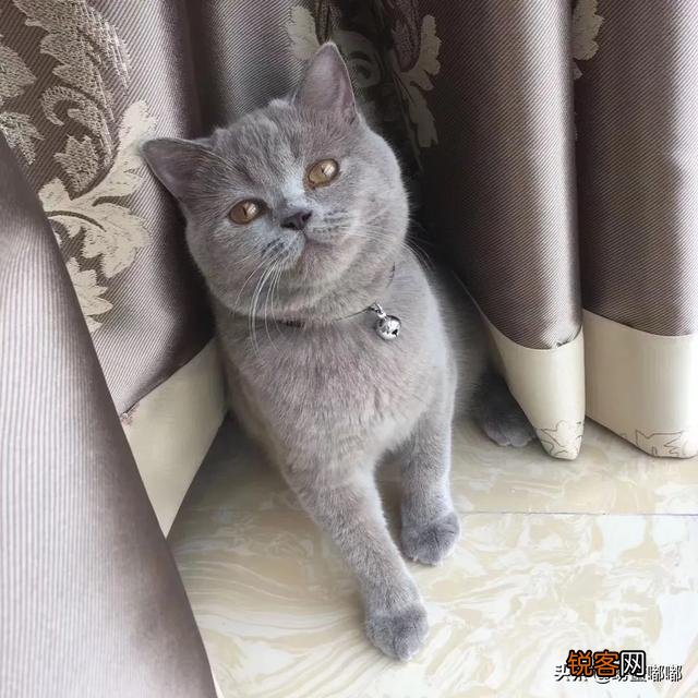 如何养好一只猫？需要注意什么？