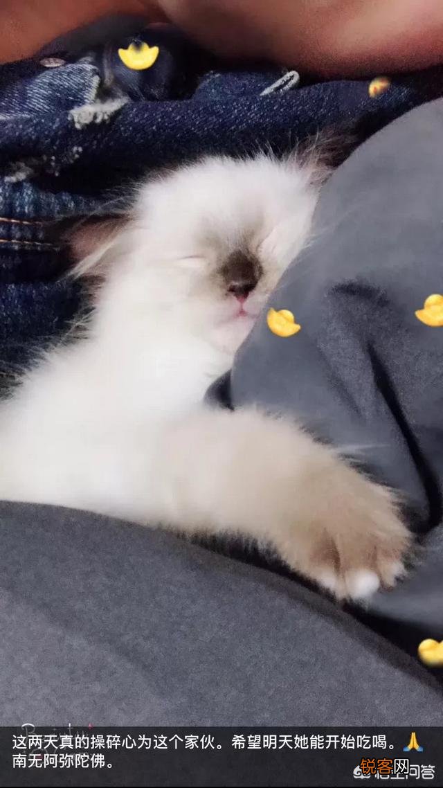 如何养好一只猫？需要注意什么？
