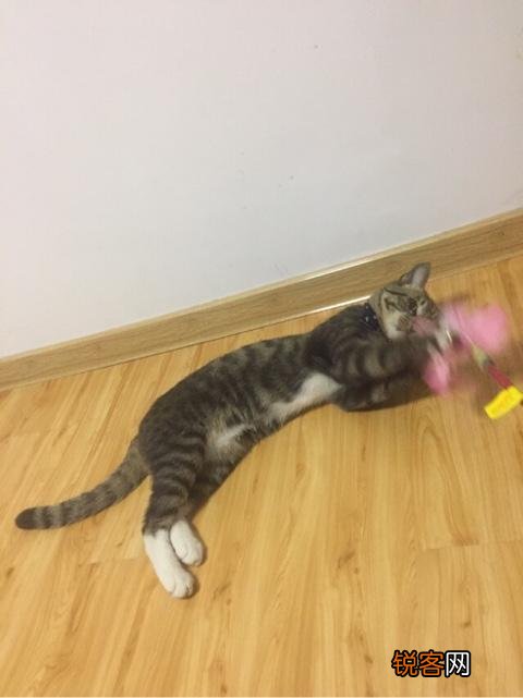 如何养好一只猫？需要注意什么？