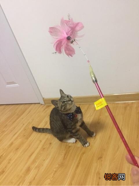 如何养好一只猫？需要注意什么？