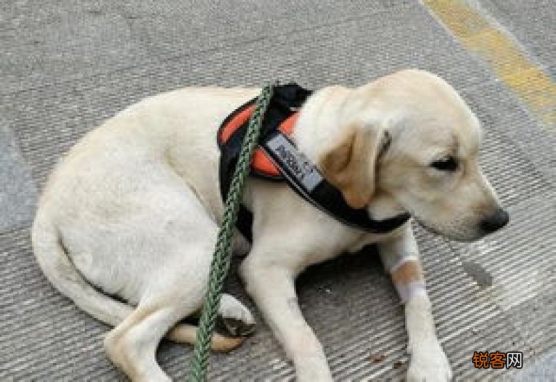 狗狗可以吃头孢氨苄吗