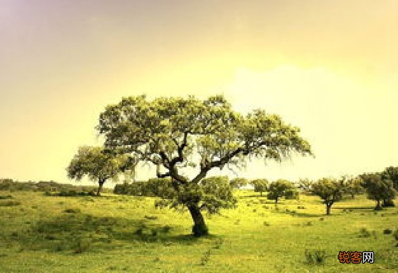 树木怎么养 如何认养树木