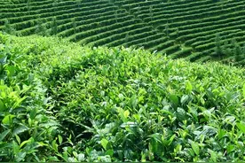 什么是明前茶 明前茶和雨前茶的区别