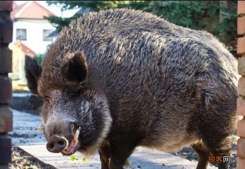 2022野猪不再是保护动物吗 野猪是二级保护动物
