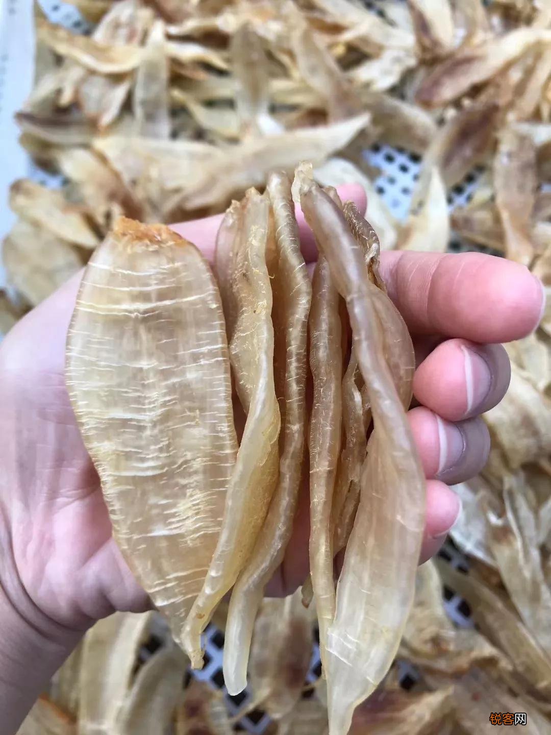 鱼胶要怎么炖才好吃 胶质多又营养