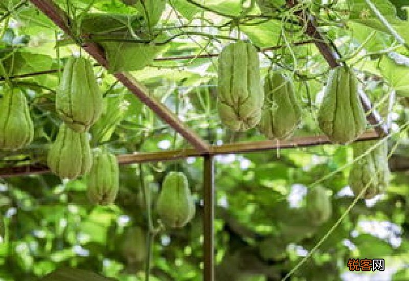 佛手瓜为什么只长藤不结果