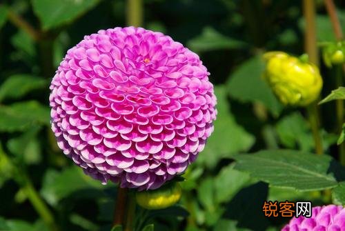 大丽花盆栽养殖方法 大丽花养殖的注意事项
