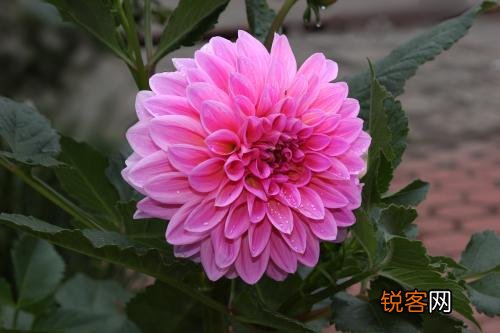 大丽花盆栽养殖方法 大丽花养殖的注意事项