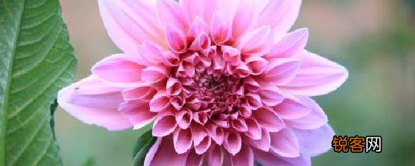 大丽花盆栽养殖方法 大丽花养殖的注意事项