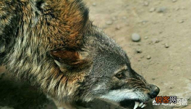 你觉得体型最大的猛犬打得过北美灰狼吗？为什么？