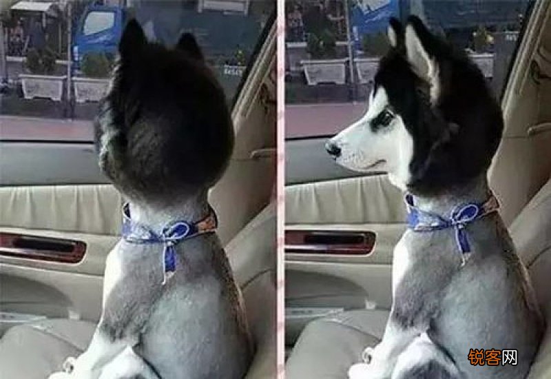 狗狗要剃毛吗