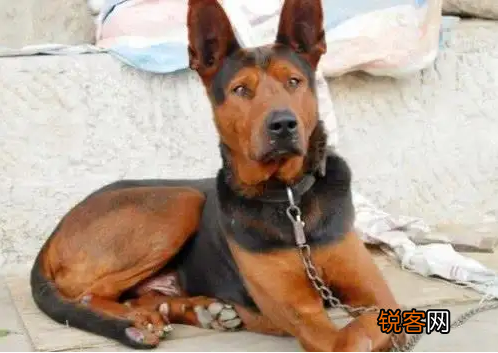 为什么越来越多人养“莱州红犬” 网友：养了就不想换狗了