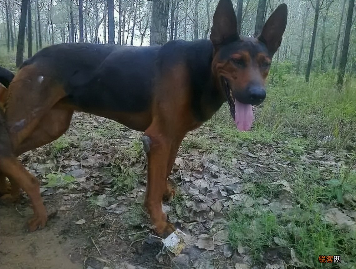 为什么越来越多人养“莱州红犬” 网友：养了就不想换狗了