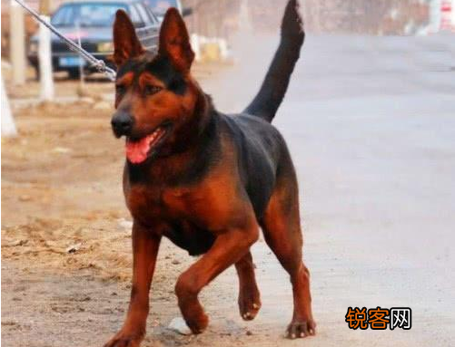 为什么越来越多人养“莱州红犬” 网友：养了就不想换狗了